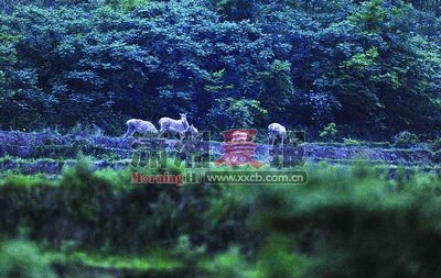 华容野生麋鹿保护面临尴尬