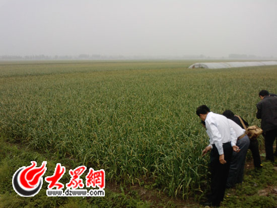 山东蒜薹价格跟进疯涨 蒜商收购后囤积冷库