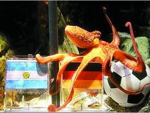 谁是世界杯最强预言帝? 小章鱼挑战贝利乌鸦嘴