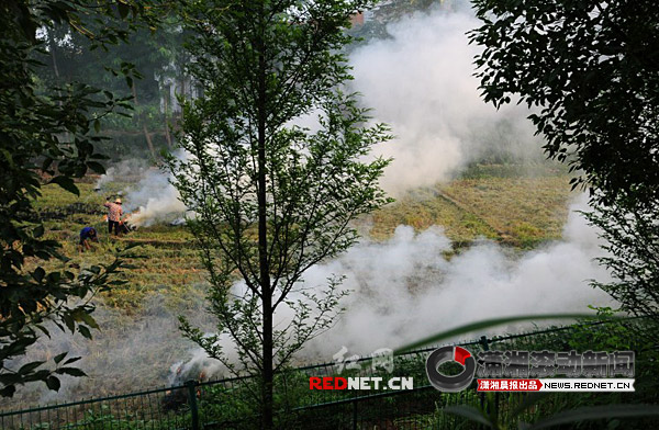 高速公路旁焚烧稻草 烟雾弥漫影响过路司机视