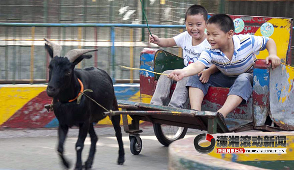 告别长沙老动物园孩子们凑着脑袋一起看大熊猫