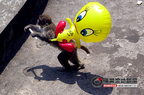 告别长沙老动物园孩子们凑着脑袋一起看大熊猫