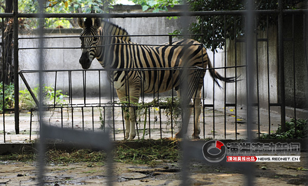 告别长沙老动物园 孩子们凑着脑袋一起看大熊