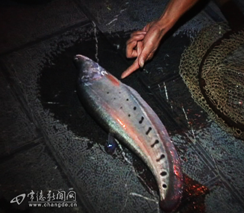 胡丹)一般来说,海鱼是不