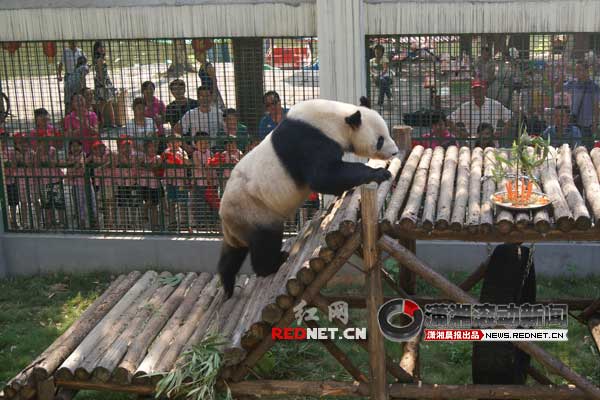 衡阳动物园熊猫龙腾满10岁50位小朋友唱生日