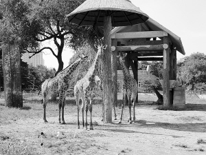 长春动物园五天死两虎 大象踩死饲养员开封口
