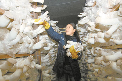 一批食用菌生产基地