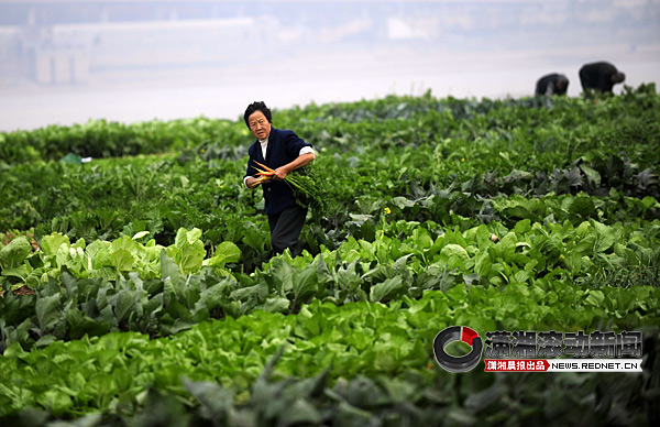 湘江边开农场还有专人看守 水利部门欢迎市民