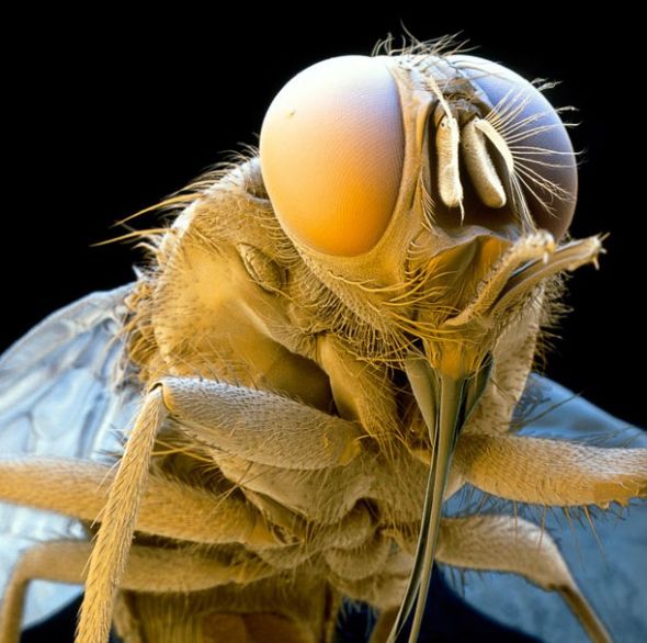 显微镜下昆虫世界:绿丽蝇<em>产卵</em>瞬间