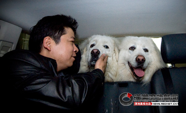 身价680万雪獒坐飞机来长沙 10辆豪车接驾[