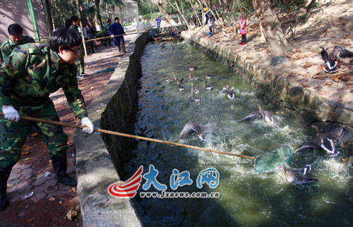 南昌动物园禽鸟\搬新家\