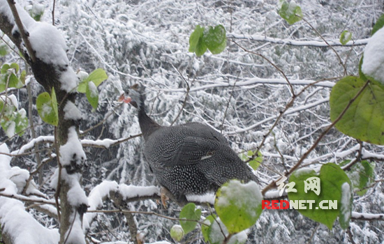 常德花岩溪一夜风雪漫湖山 万顷翠竹尽折腰(图