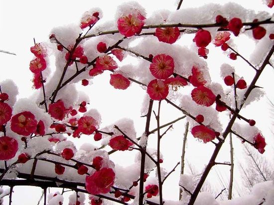 江南无所有, 聊赠一枝春 春节赏梅,初寒迎春