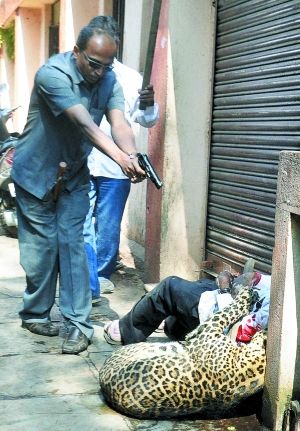 猎豹上街印度 袭击 数名 路人  警察被迫 击毙 猎豹