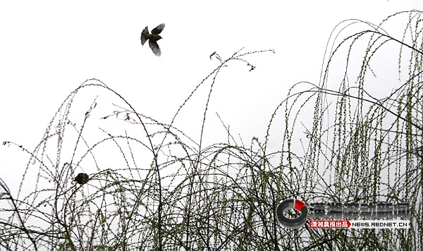 小雨 6~8℃ 近日降水量加大春温多变注意保暖