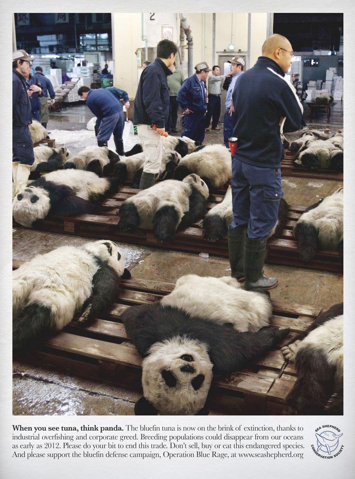 蓝鳍金枪鱼图片