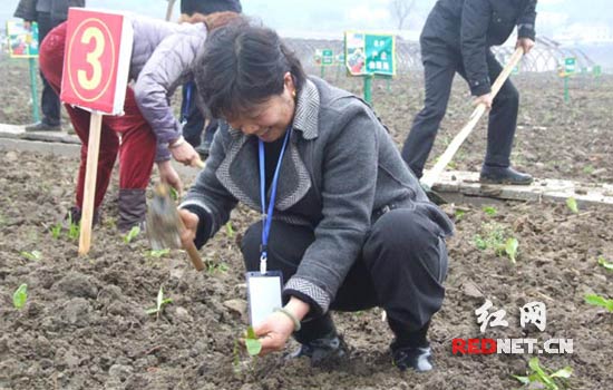 一家老小去开心农场体验种菜拔菜 娄底开展趣