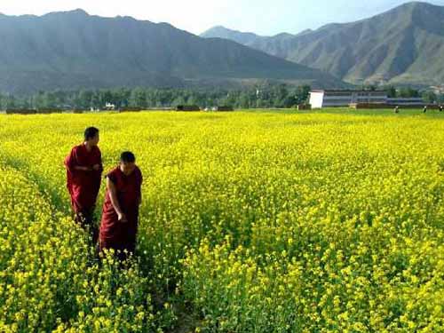 迷失在金黄色花海 盘点国内6大油菜花田
