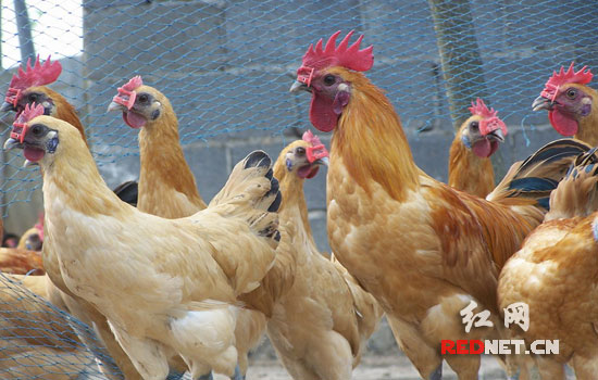 土鸡戴眼镜提高成活率 鸡用眼镜获发明创新奖