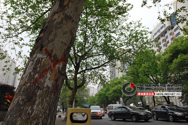 长沙城管局回应砍树事件 称梧桐属城市淘汰树