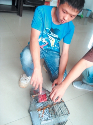 高中生发明一对多双保险捕鼠笼 捕鼠笼可捕一