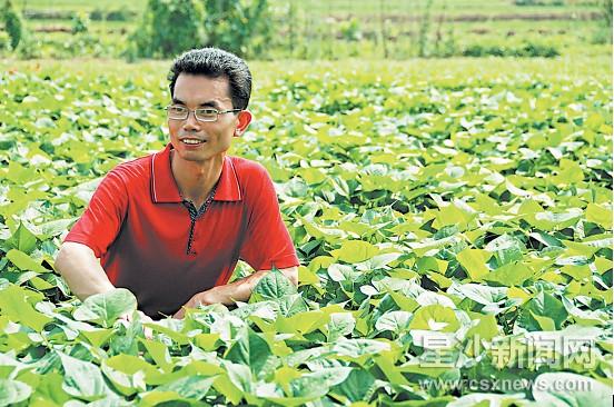 硕士农民种红薯只长叶不结薯 预计6月可上市民