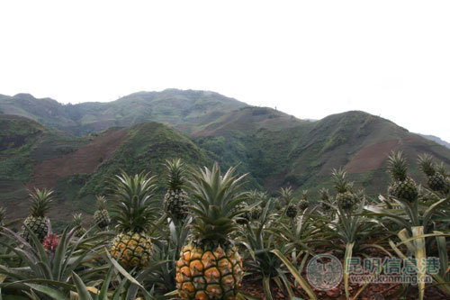 云南屏边万吨香蕉菠萝滞销 10天后将烂地里(图