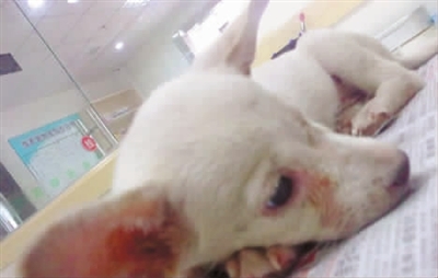 被遗弃的小狗在宠物医院由医生实施了安乐死.
