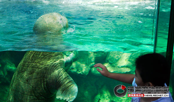 长沙海底世界来了情侣海象 观看别拍玻璃[图]