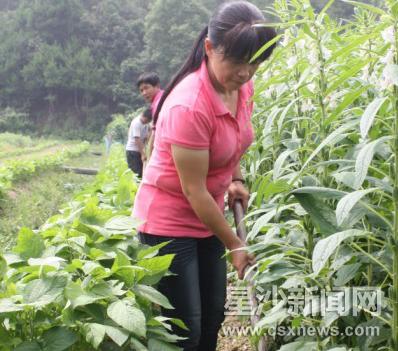 从养殖合作社转行搞种植 福临下岗女工谱写励