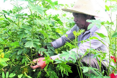 咖啡种植者正在田间采摘成熟的咖啡豆荚.周游 摄