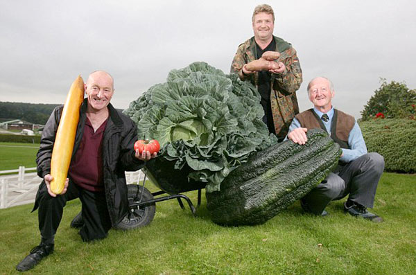 英退休老人种出巨型洋葱 粗2尺2重16斤多[图]