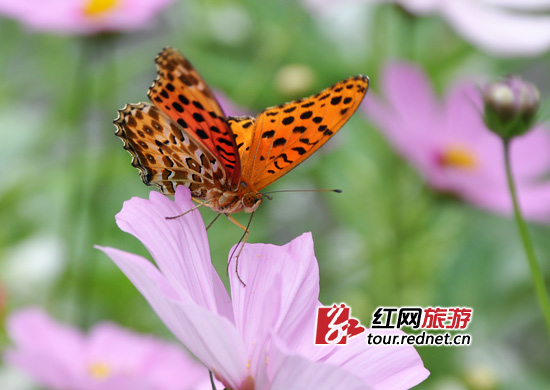 һֻ·���Ļ������ڻ���������������