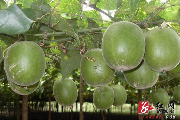 泸溪县1400亩罗汉果丰收在望（图）_湖南频道_红网