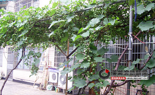 [阳台]丝瓜葡萄装满阳台