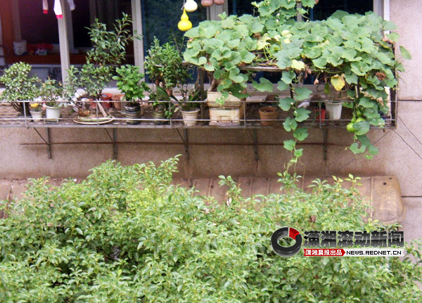 [阳台]阳台上的葫芦