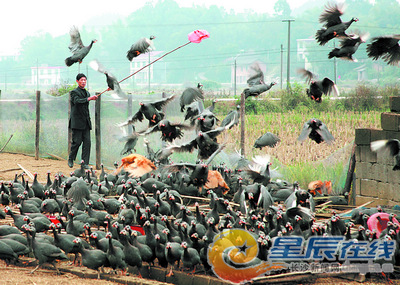 千只珍珠鸡好吃飞不出 湘潭县兄弟俩愁销路