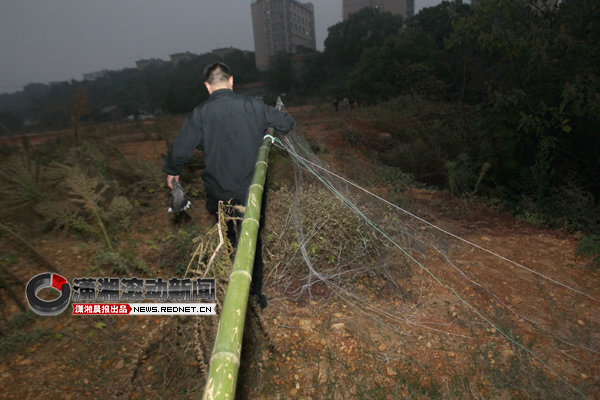 拉网捕鸟续:雨花区巡防人员拆除丝网[图]