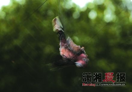 长沙鸟儿乐园有人拉网捕鸟 巡防队员拆除丝网