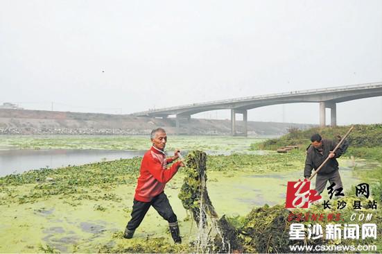 浏阳河遭水葫芦绿萍侵袭 目前正在积极打捞