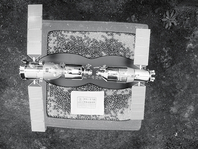 搭乘神八的飞天红豆杉种子回攸县 目前已被沙