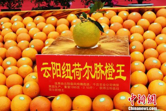 三峡重庆库区柑橘产业丰收 吸引众客商采购(图