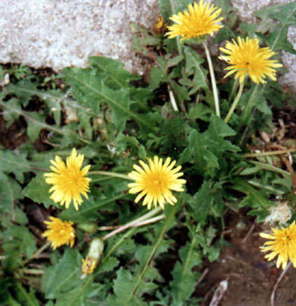 婆婆丁的种类 8525723.jpg