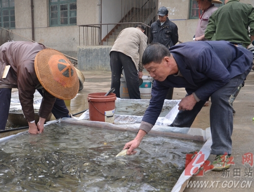 新田鱼苗销售进入旺季