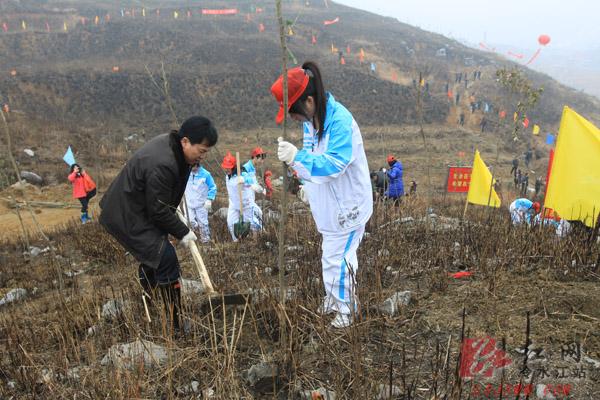 冷水江市重金属污染区造林告捷