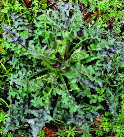 阳光露脸气温逐步回升 摘一把野菜尝尝春天的