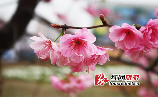 <em>红袖添香</em>_绯闻总裁老婆复婚吧_<em>红袖添香</em>小说