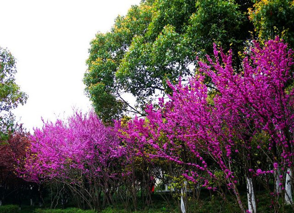 上海公园紫荆怒放(组图)