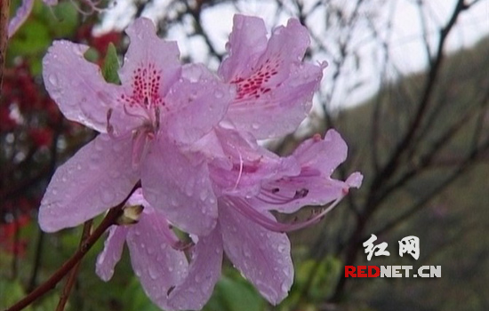 临武恢复矿区生态环境 野生杜鹃花竞相绽放(图