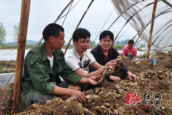 江永香姜合作社科学种姜带民富